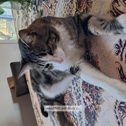 Photo 1/1 Paquito Chat perdu à Chateau thebaud