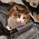 Photo de chat perdu à Ternay