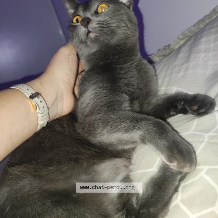 Photo de chat perdu à Lattes