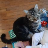 Photo de chat perdu à Nancy