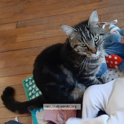 Photo 1/1 Chat retrouvé Perdu à Nancy