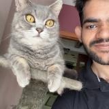 Photo de chat perdu à Surat