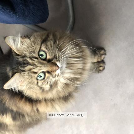 Photo 1/1 Mia Chat perdu à Cahors