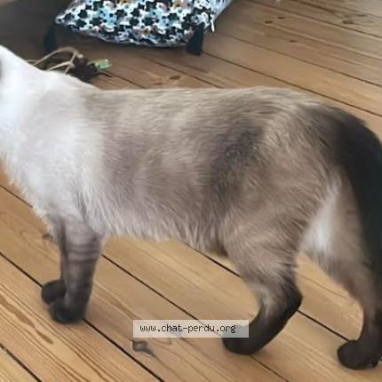 Photo de chat perdu à Nantes