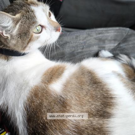 Photo 1/1 Cookie Chat perdu à Tournon sur rhone