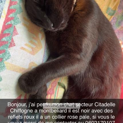 Photo 1/1 Chat retrouvé Perdu à Montbeliard