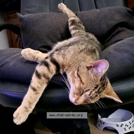 Photo 1/1 Kobe Chat perdu à Cebazat