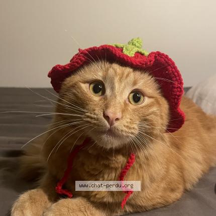 Photo 1/1 Sushi Chat perdu à Nimes