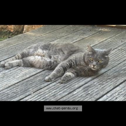 Photo 1/1 Kéran Chat perdu à Le luc en provence