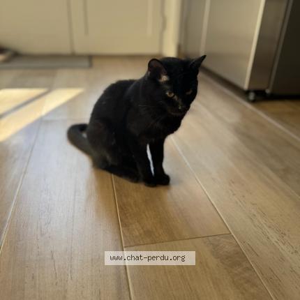 Photo 1/1 REGLISSE Chat perdu à Poigny la foret