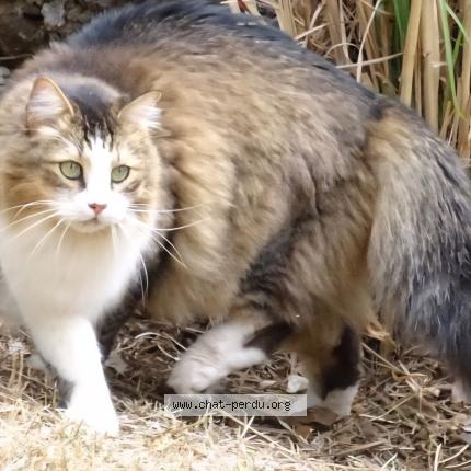 Photo de chat perdu à Pontoise