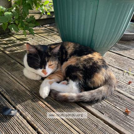 Photo 1/1 Lemikii Chat perdu à Lons le saunier