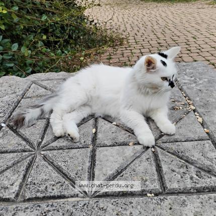 Photo de chat perdu à Crest
