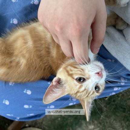 Photo de chat trouvé à Toulouse