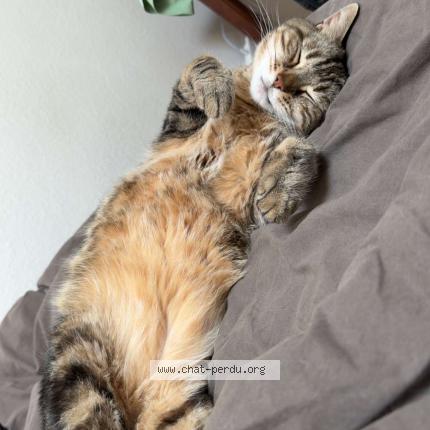 Photo de chat perdu à Nancy