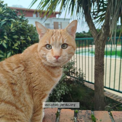 Photo de chat perdu à Pornic