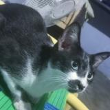 Photo de chat perdu à Coimabatore