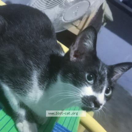 Photo 1/1 Biju Chat perdu à Coimabatore