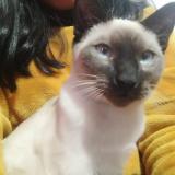 Photo de chat perdu à Arequipa