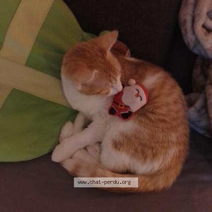 Photo de chat perdu à Rennes