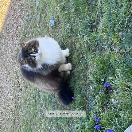 Photo 1/1 Zorro Chat perdu à Challes