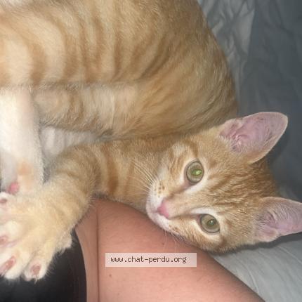 Photo 1/1 Mio Chat perdu à Cahors