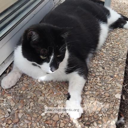 Photo 1/1 Chat retrouvé Perdu à Bois Guillaume