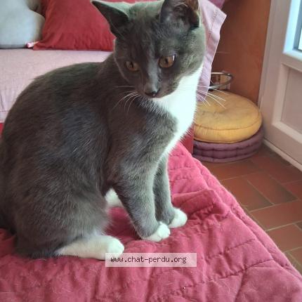 Photo 1/1 Chat retrouvé Perdu à Mamers