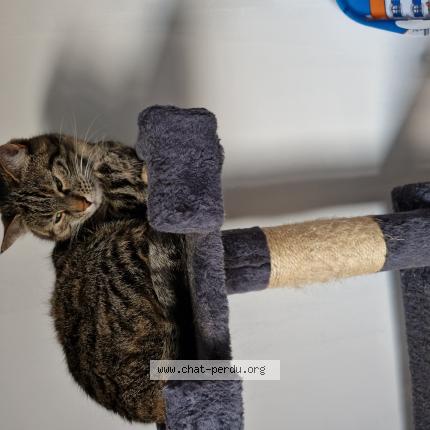 Photo de chat perdu à Thumeries