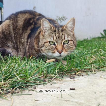 Photo 1/1 Rizla Chat perdu à Morieres les avignon