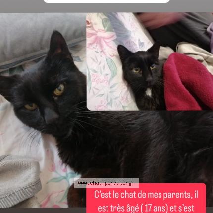 Photo de chat perdu à Compiegne