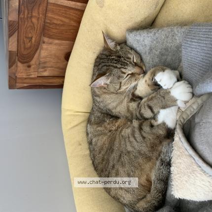 Photo de chat perdu à Le Cormier