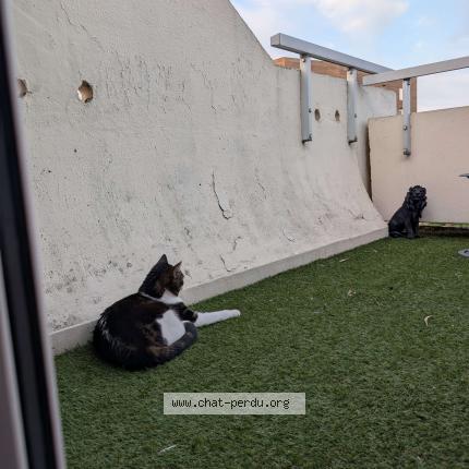 Photo 1/1 Chat retrouvé Perdu à Cergy