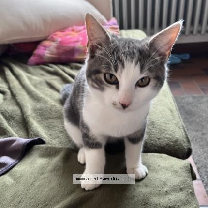 Photo 1/1 Atome Chat perdu à Saint martin de brehal