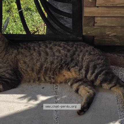 Photo 1/1 Sigrou Chat perdu à Meyzieu