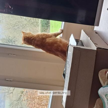 Photo 1/1 Guigui Chat perdu à Motreff