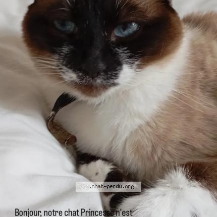 Photo 1/1 Chat retrouvé Perdu à Saint lambert la poterie