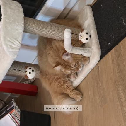 Photo 1/1 Chat retrouvé Perdu à Toulouse