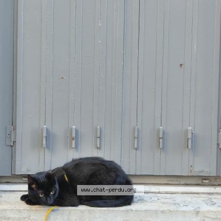 Photo de chat perdu à Estudines Paris Le Clos Saint