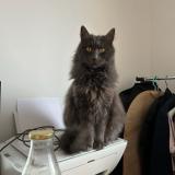 Photo de chat perdu à Le Mans