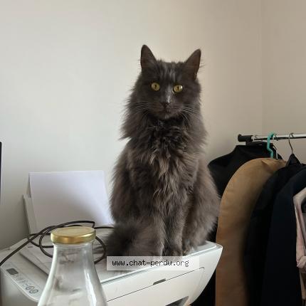 Photo 1/1 Chat retrouvé Perdu à Le mans