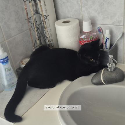 Photo de chat perdu à Cholet