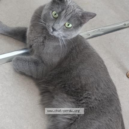 Photo 1/1 Chat retrouvé Perdu à Lyon