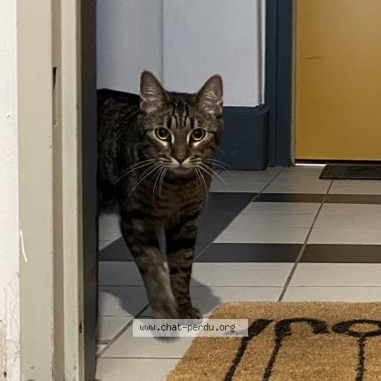 Photo de chat trouvé à Villeurbanne