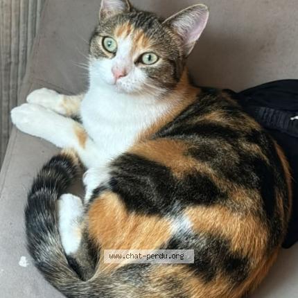 Photo 1/1 Chat retrouvé Perdu à Nemours