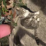 Photo de chat perdu à Adissan