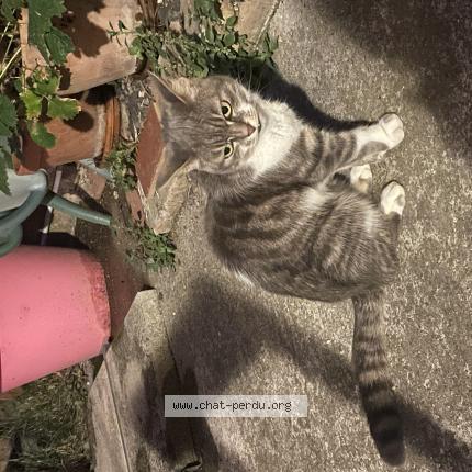 Photo 1/1 Chabata Chat perdu à Adissan