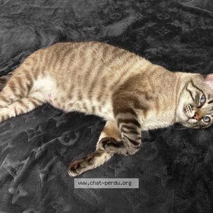 Photo 1/1 Touti Chat perdu à Arpajon