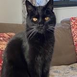 Photo de chat perdu à Andert Et Condon