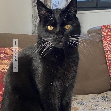 Photo 1/1 Chat retrouvé Perdu à Andert et condon